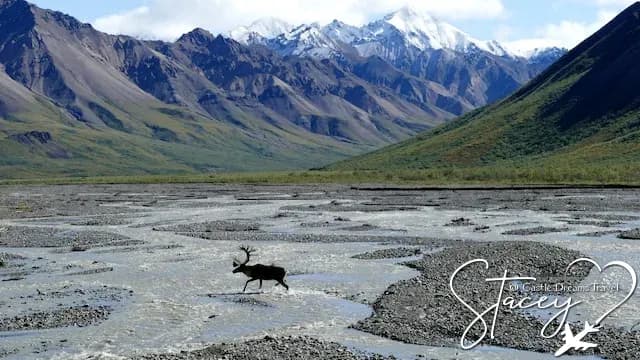 Caribou crossing a braided river bed below snow-capped peaks in Denali