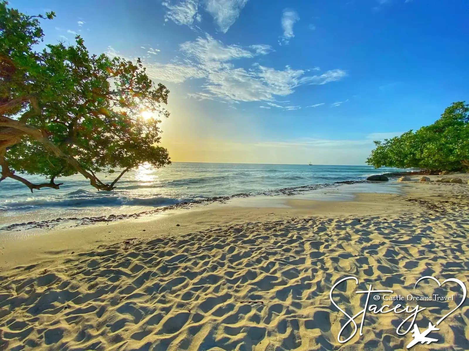 Divi-divi tree on a white sand beach in Aruba