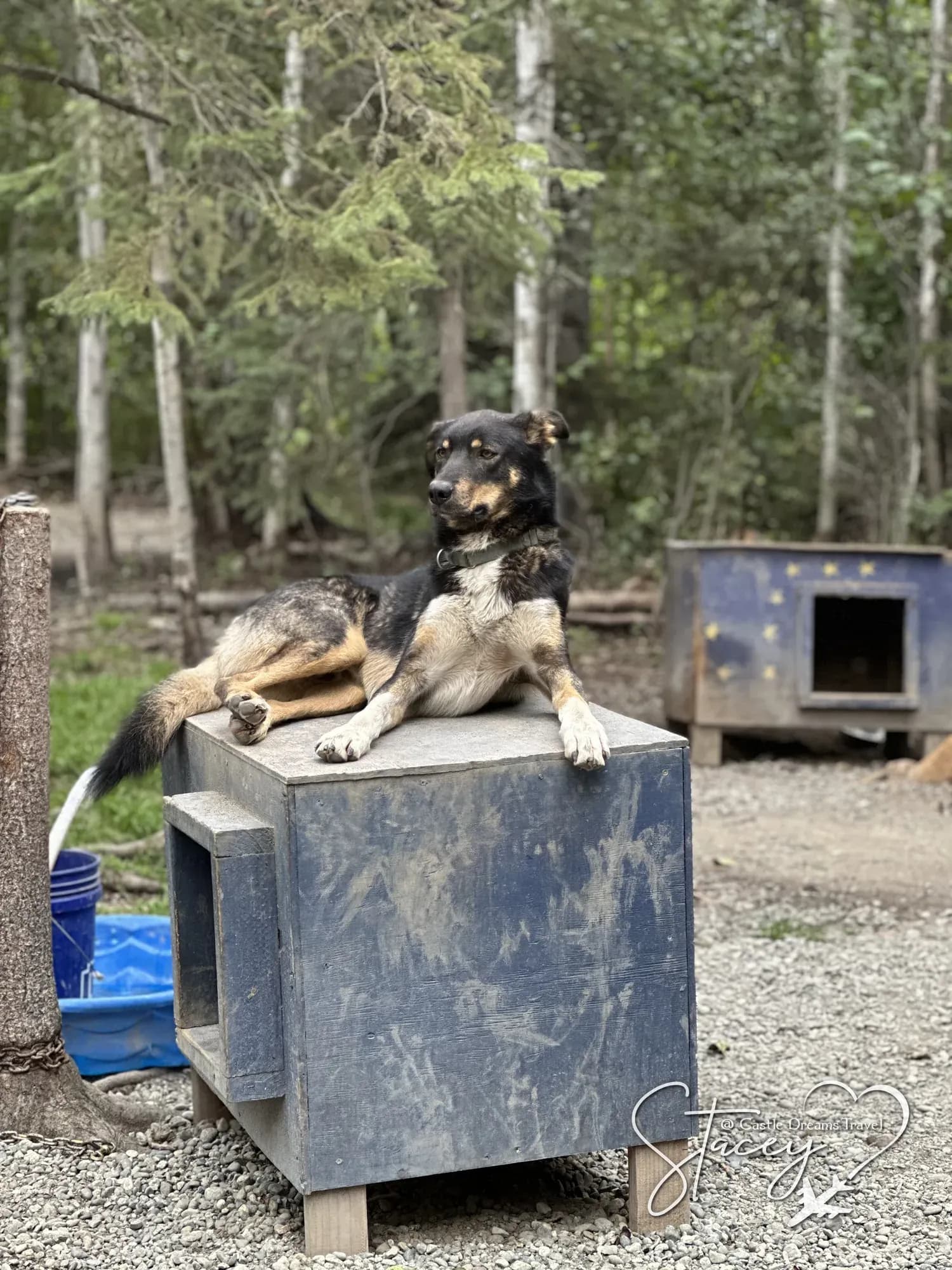 An Alaskan sled dog resting on top of its kennel box at a working kennel